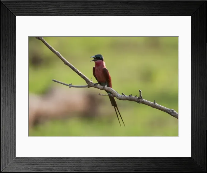 Framed Print : Southern carmine bee-eater (Merops nubicoides), Chobe National Park, Botswana, Africa Framed Print : Southern carmine bee-eater (Merops nubicoides), Chobe National Park, Botswana, Africa