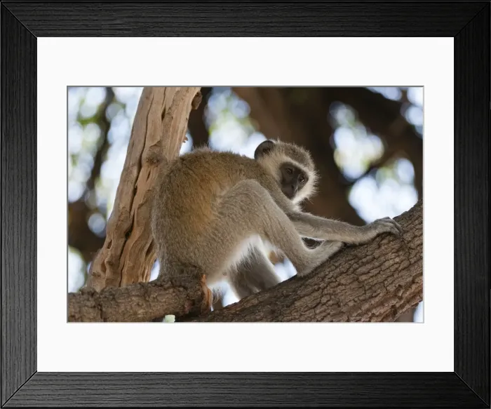 Framed Print : Vervet monkey (Cercopithecus aethiops), Chobe National Park, Botswana, Africa Framed Print : Vervet monkey (Cercopithecus aethiops), Chobe National Park, Botswana, Africa