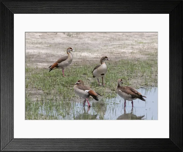 Framed Print : Egyptian geese (Alopochen aegyptiaca), Savuti Marsh area, Chobe National Park, Botswana, Africa