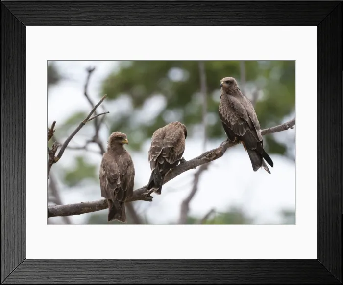 Framed Print : Yellow-billed kite (Milvus parasitus) and black kite (Milvus migrans) perching on a tree, Khwai Concession Area, Okavango Delta, Botswana, Africa Framed Print : Yellow-billed kite (Milvus parasitus) and black kite (Milvus migrans) perching on a tree, Khwai Concession Area, Okavango Delta, Botswana, Africa