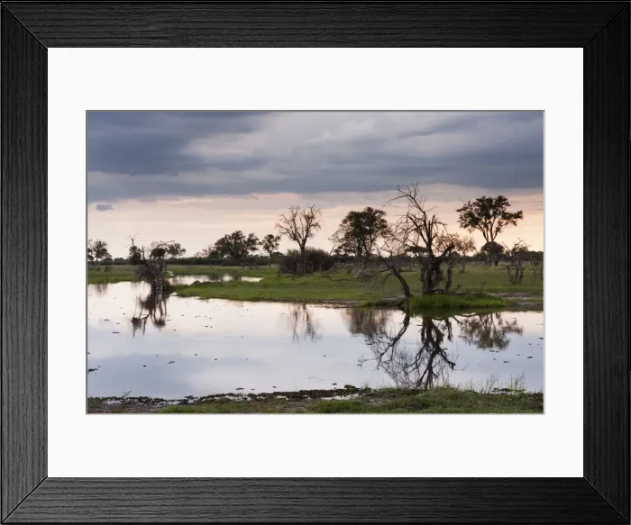 Framed Print : Khwai Concession Area, Okavango Delta, Botswana, Africa Framed Print : Khwai Concession Area, Okavango Delta, Botswana, Africa