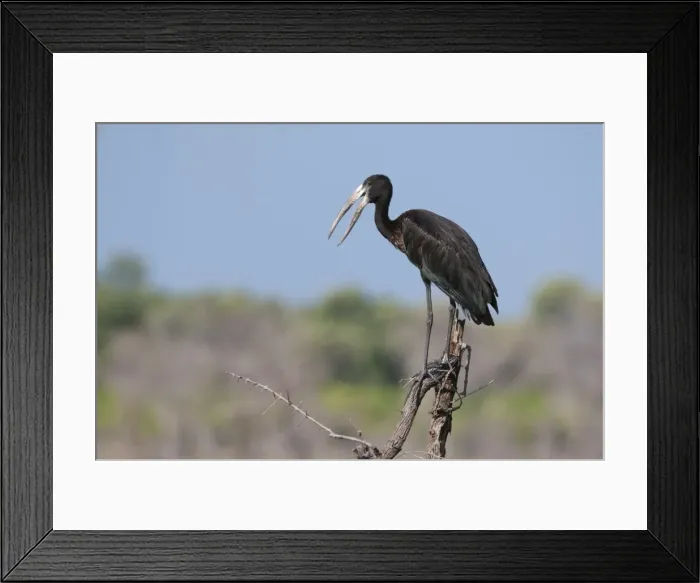 Framed Print : African openbill (Anastomus lamelligerus), Khwai Concession Area, Okavango Delta, Botswana, Africa Framed Print : African openbill (Anastomus lamelligerus), Khwai Concession Area, Okavango Delta, Botswana, Africa