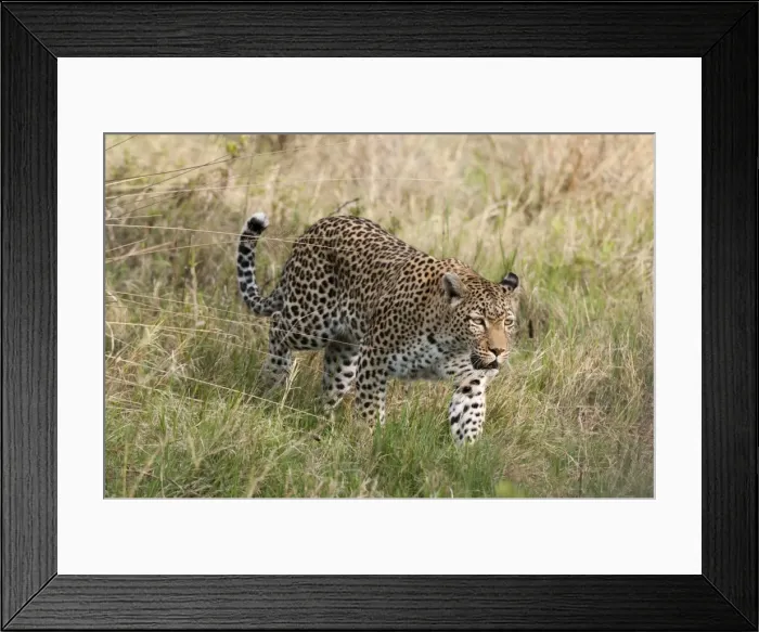 Framed Print : Leopard (Panthera pardus), Khwai Concession Area, Okavango Delta, Botswana, Africa Framed Print : Leopard (Panthera pardus), Khwai Concession Area, Okavango Delta, Botswana, Africa