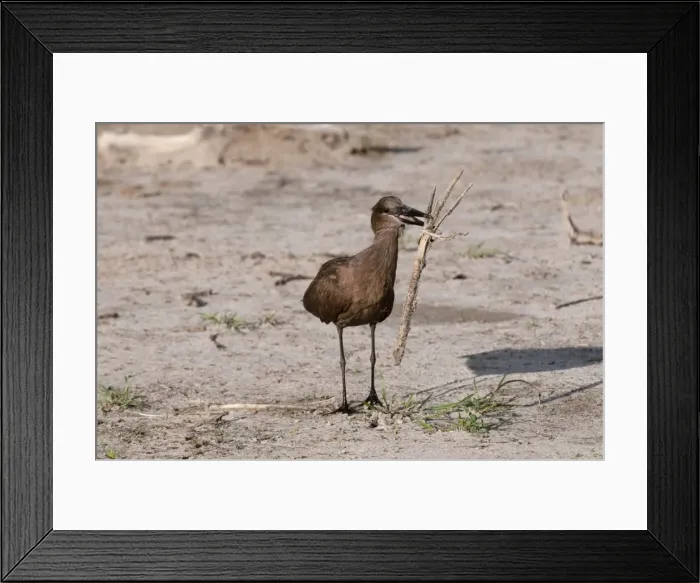 Framed Print : Hamerkop (Scapus umbretta), Khwai Concession Area, Okavango Delta, Botswana, Africa Framed Print : Hamerkop (Scapus umbretta), Khwai Concession Area, Okavango Delta, Botswana, Africa