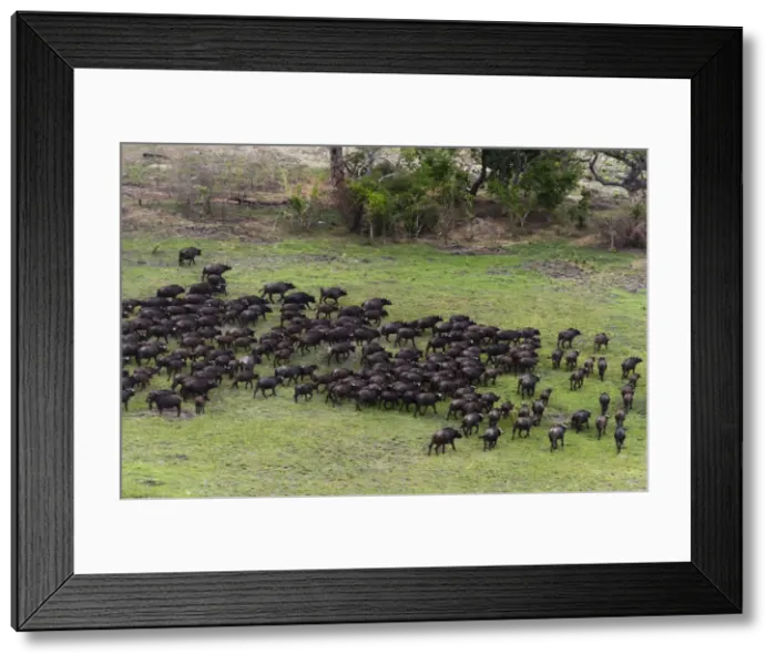 Framed Print : African buffalos (Syncerus caffer), aerial view, Okavango delta, Botswana, Africa Framed Print : African buffalos (Syncerus caffer), aerial view, Okavango delta, Botswana, Africa