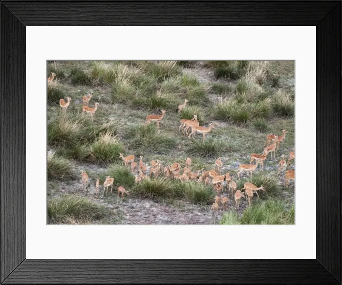 Framed Print : Aerial view of impala herd (Aepyceros melampus), Botswana, Africa Framed Print : Aerial view of impala herd (Aepyceros melampus), Botswana, Africa