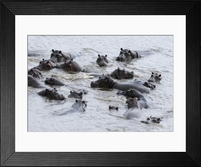 Framed Print : Aerial view of hippopotamuses (Hippopotamus amphibius), Okavango Delta, Botswana, Africa Framed Print : Aerial view of hippopotamuses (Hippopotamus amphibius), Okavango Delta, Botswana, Africa