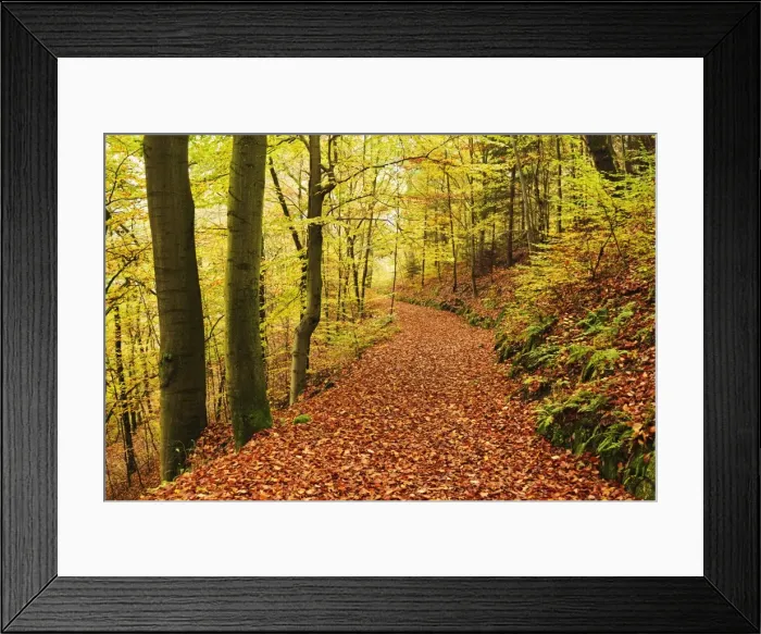 Framed Print : Autumn forest around Karlovy Vary, Czech Republic, Europe Framed Print : Autumn forest around Karlovy Vary, Czech Republic, Europe