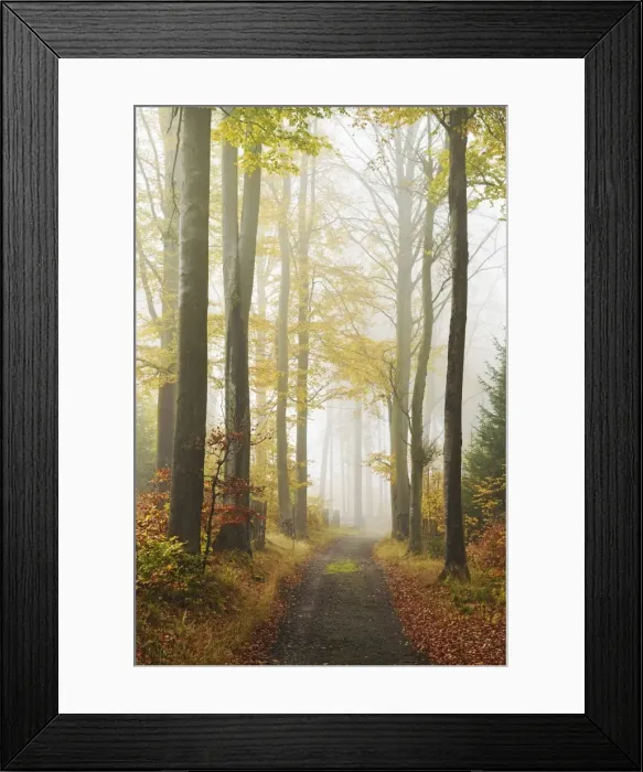 Framed Print : Autumn forest around Karlovy Vary, Czech Republic, Europe Framed Print : Autumn forest around Karlovy Vary, Czech Republic, Europe