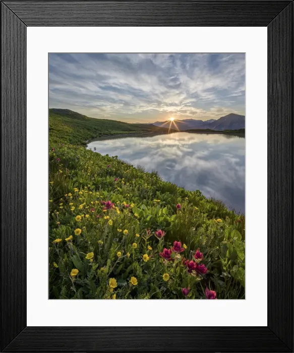 Framed Print : Sunrise behind rosy paintbrush (split-leaf Indian paintbrush) (spliteaf Indian paintbrush) (Castilleja rhexifolia) and Alpine avens (Rosss avens) (Acomastylis rossii turbinata), San Juan National Forest, Colorado, United States of America, North America Framed Print : Sunrise behind rosy paintbrush (split-leaf Indian paintbrush) (spliteaf Indian paintbrush) (Castilleja rhexifolia) and Alpine avens (Rosss avens) (Acomastylis rossii turbinata), San Juan National Forest, Colorado, United States of America, North America