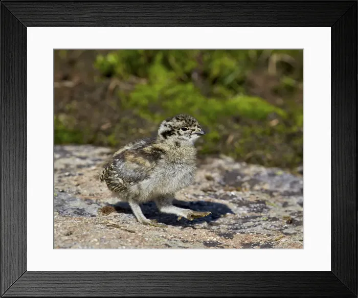 Framed Print : White-tailed ptarmigan (Lagopus leucurus) chick, San Juan National Forest, Colorado, United States of America, North America Framed Print : White-tailed ptarmigan (Lagopus leucurus) chick, San Juan National Forest, Colorado, United States of America, North America