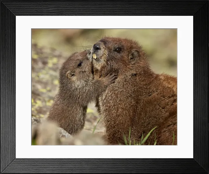 Framed Print : Yellow-bellied marmot (yellowbelly marmot) (Marmota flaviventris) young and adult, San Juan National Forest, Colorado, United States of America, North America Framed Print : Yellow-bellied marmot (yellowbelly marmot) (Marmota flaviventris) young and adult, San Juan National Forest, Colorado, United States of America, North America