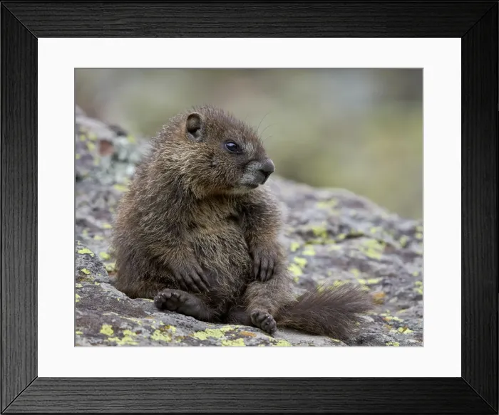 Framed Print : Young yellow-bellied marmot) (yellowbelly marmot) (Marmota flaviventris) sitting up, San Juan National Forest, Colorado, United States of America, North America Framed Print : Young yellow-bellied marmot) (yellowbelly marmot) (Marmota flaviventris) sitting up, San Juan National Forest, Colorado, United States of America, North America