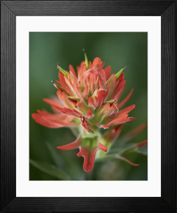 Framed Print : Giant red paintbrush (scarlet paintbrush) (Indian paintbrush) (Castilleja miniata), San Juan National Forest, Colorado, United States of America, North America Framed Print : Giant red paintbrush (scarlet paintbrush) (Indian paintbrush) (Castilleja miniata), San Juan National Forest, Colorado, United States of America, North America