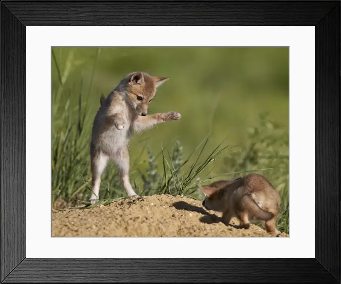 Framed Print : Swift fox (Vulpes velox) kits playing, Pawnee National Grassland, Colorado, United States of America, North America Framed Print : Swift fox (Vulpes velox) kits playing, Pawnee National Grassland, Colorado, United States of America, North America