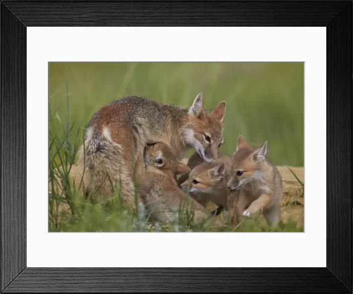 Framed Print : Swift fox (Vulpes velox) nursing, Pawnee National Grassland, Colorado, United States of America, North America Framed Print : Swift fox (Vulpes velox) nursing, Pawnee National Grassland, Colorado, United States of America, North America