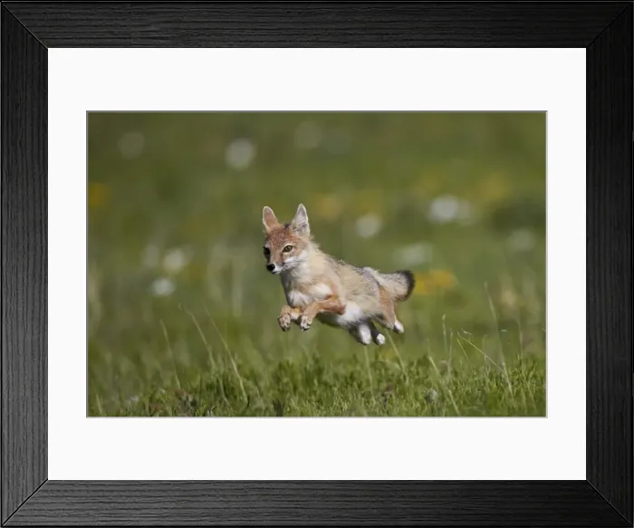 Framed Print : Swift fox (Vulpes velox) leaping, Pawnee National Grassland, Colorado, United States of America, North America Framed Print : Swift fox (Vulpes velox) leaping, Pawnee National Grassland, Colorado, United States of America, North America