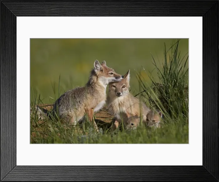 Framed Print : Swift fox (Vulpes velox) adults and two kits, Pawnee National Grassland, Colorado, United States of America, North America Framed Print : Swift fox (Vulpes velox) adults and two kits, Pawnee National Grassland, Colorado, United States of America, North America