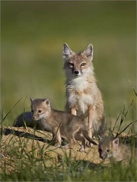 Swift fox (Vulpes velox) adult and two kits, Pawnee National Grassland, Colorado, United States of America, North America