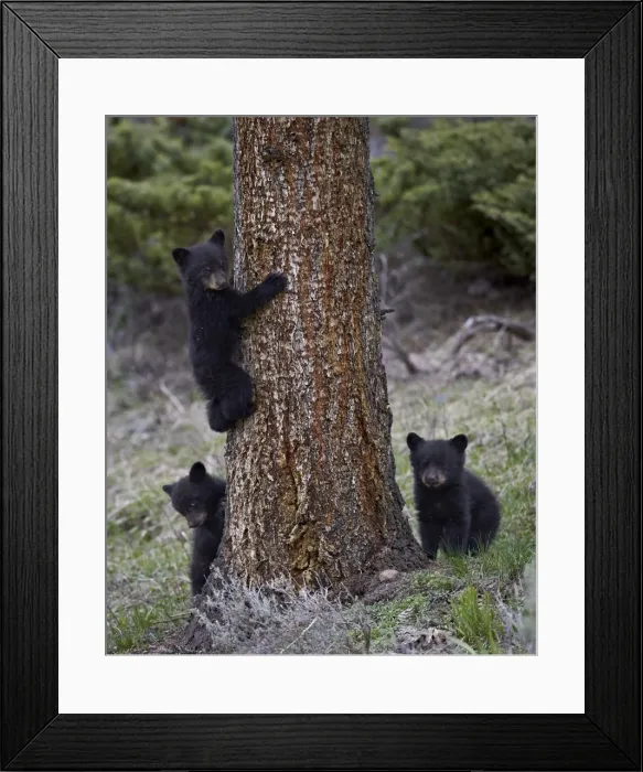 Framed Print : Three black bear (Ursus americanus) cubs of the year or spring cubs, Yellowstone National Park, UNESCO World Heritage Site, Wyoming, United States of America, North America