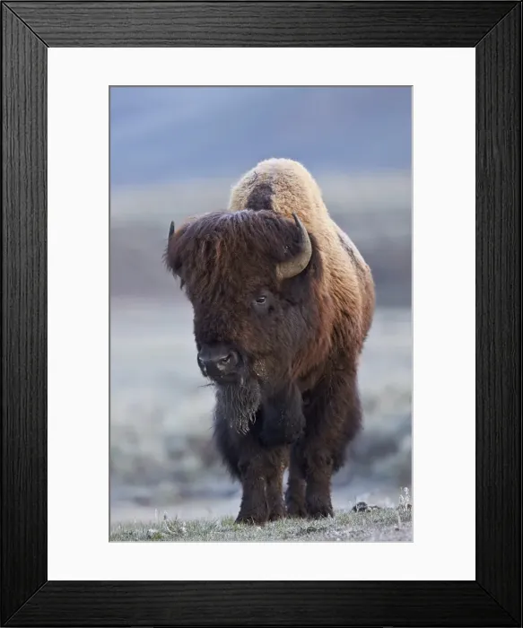Framed Print : Bison (Bison bison) bull in the spring, Yellowstone National Park, UNESCO World Heritage Site, Wyoming, United States of America, North America Framed Print : Bison (Bison bison) bull in the spring, Yellowstone National Park, UNESCO World Heritage Site, Wyoming, United States of America, North America