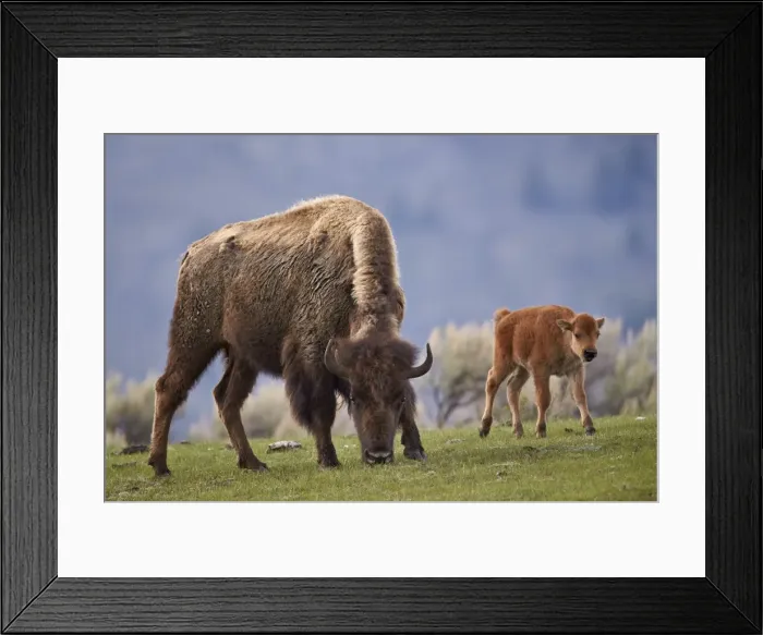 Framed Print : Bison (Bison bison) cow and calf in the spring, Yellowstone National Park, UNESCO World Heritage Site, Wyoming, United States of America, North America Framed Print : Bison (Bison bison) cow and calf in the spring, Yellowstone National Park, UNESCO World Heritage Site, Wyoming, United States of America, North America