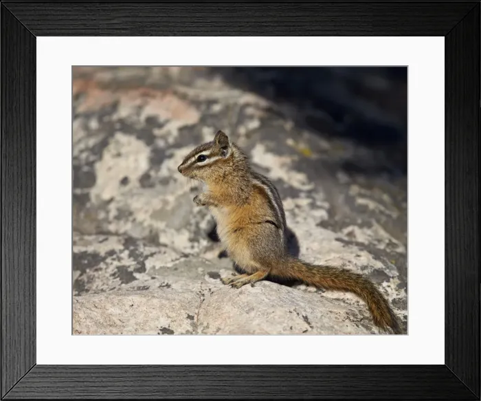 Framed Print : Uinta chipmunk (Tamias umbrinus), Yellowstone National Park, Wyoming, United States of America, North America Framed Print : Uinta chipmunk (Tamias umbrinus), Yellowstone National Park, Wyoming, United States of America, North America