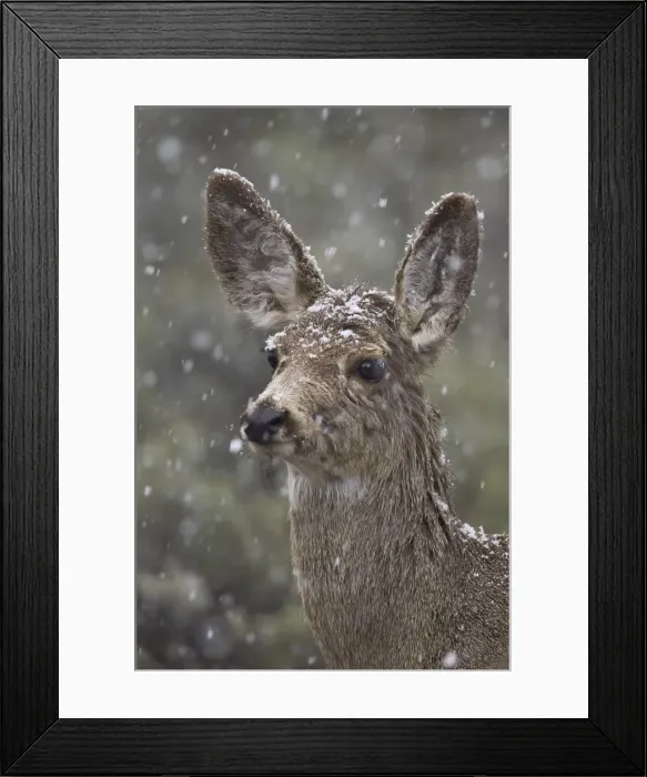 Framed Print : Young mule deer (Odocoileus hemionus) in a snow storm in the spring, Yellowstone National Park, Wyoming, United States of America, North America Framed Print : Young mule deer (Odocoileus hemionus) in a snow storm in the spring, Yellowstone National Park, Wyoming, United States of America, North America
