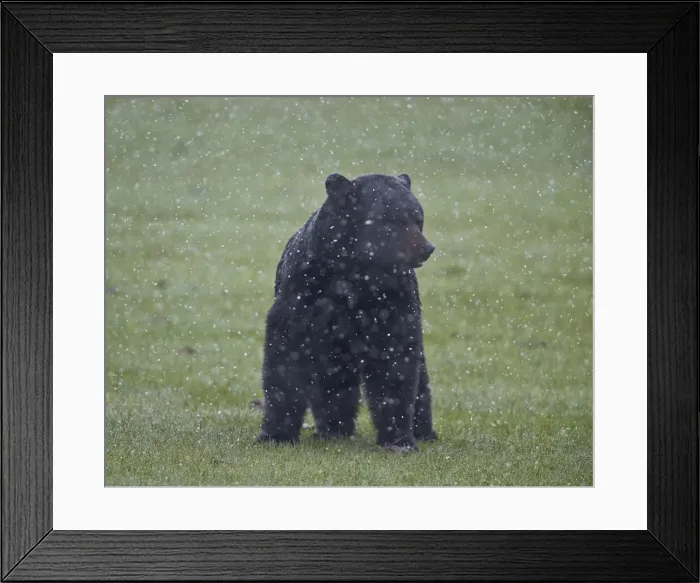 Framed Print : Black bear (Ursus americanus) in a spring snow storm, Yellowstone National Park, Wyoming, United States of America, North America Framed Print : Black bear (Ursus americanus) in a spring snow storm, Yellowstone National Park, Wyoming, United States of America, North America