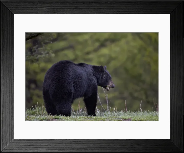 Framed Print : Black bear (Ursus americanus) in the spring, Yellowstone National Park, Wyoming, United States of America, North America Framed Print : Black bear (Ursus americanus) in the spring, Yellowstone National Park, Wyoming, United States of America, North America