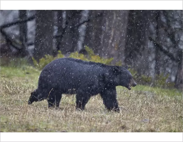 Black bear (Ursus americanus) in the snow, Yellowstone National Park, UNESCO World Heritage Site, Wyoming, United States of America, North America