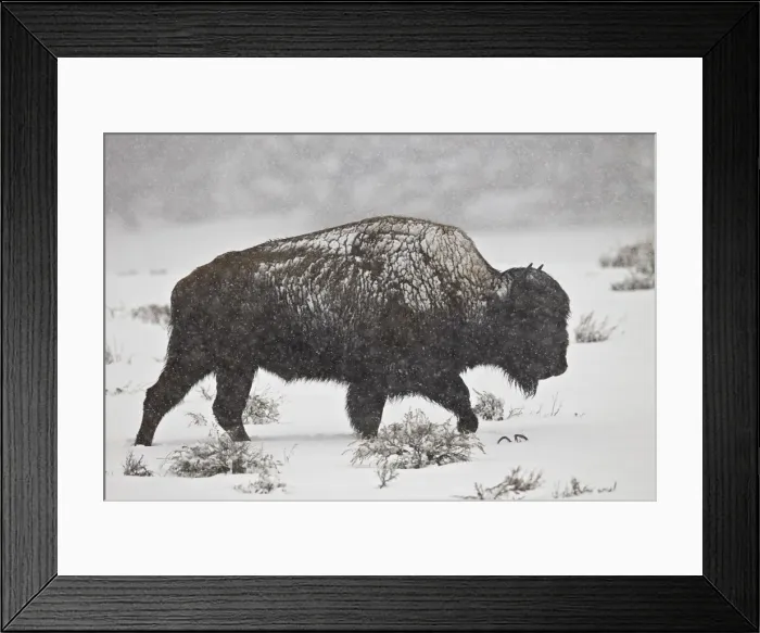 Framed Print : Bison (Bison bison) bull in a spring snowstorm, Yellowstone National Park, UNESCO World Heritage Site, Wyoming, United States of America, North America Framed Print : Bison (Bison bison) bull in a spring snowstorm, Yellowstone National Park, UNESCO World Heritage Site, Wyoming, United States of America, North America
