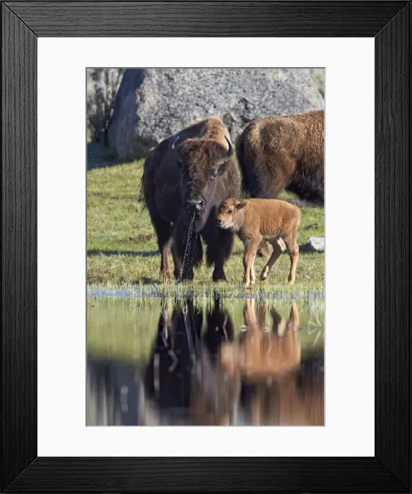 Framed Print : Bison (Bison bison) cow and calf in the spring, Yellowstone National Park, UNESCO World Heritage Site, Wyoming, United States of America, North America Framed Print : Bison (Bison bison) cow and calf in the spring, Yellowstone National Park, UNESCO World Heritage Site, Wyoming, United States of America, North America