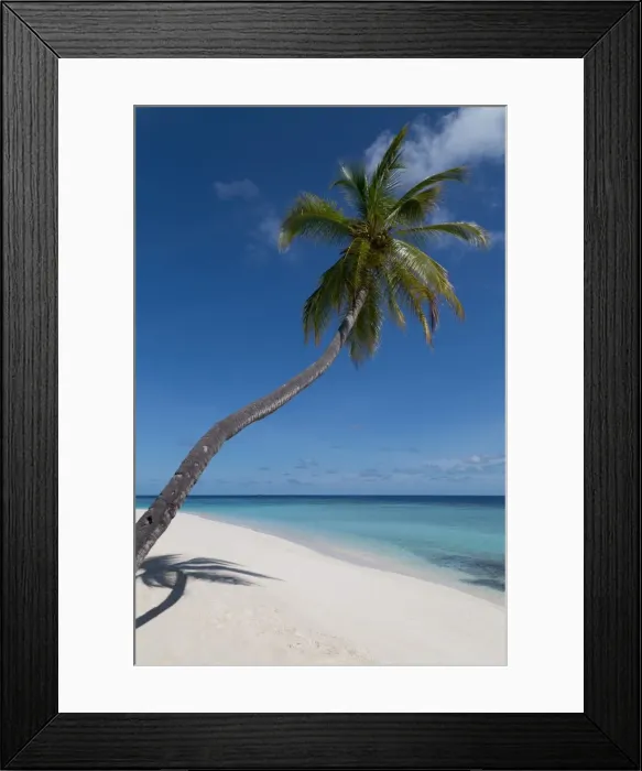 Framed Print : A palm tree leaning out to sea and a deserted beach on an island in the Northern Huvadhu Atoll, Maldives, Indian Ocean, Asia