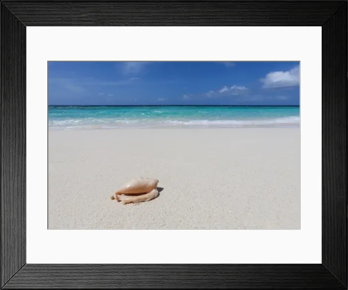 Framed Print : A shell washed up on a deserted beach on an island in the Maldives, Indian Ocean, Asia Framed Print : A shell washed up on a deserted beach on an island in the Maldives, Indian Ocean, Asia