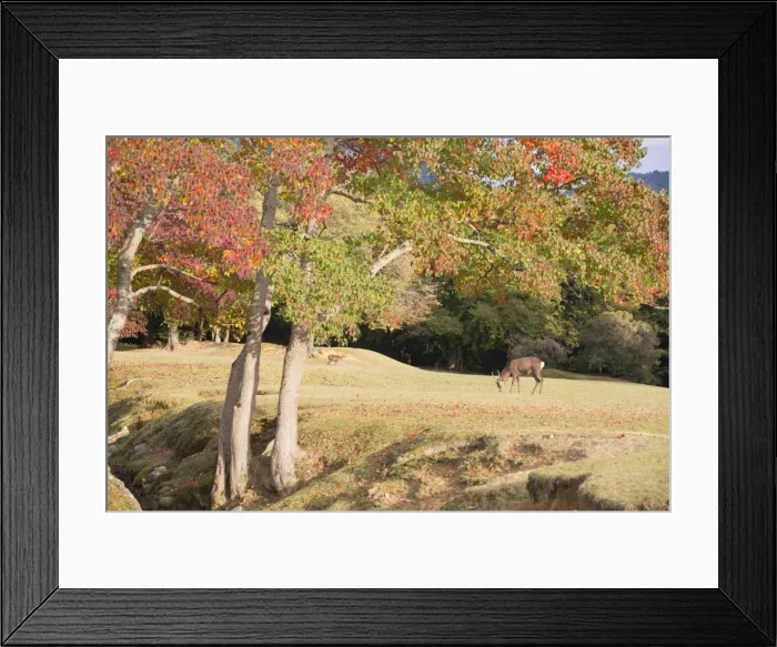 Framed Print : Deer in Nara Park, Nara, Kansai, Japan, Asia Framed Print : Deer in Nara Park, Nara, Kansai, Japan, Asia