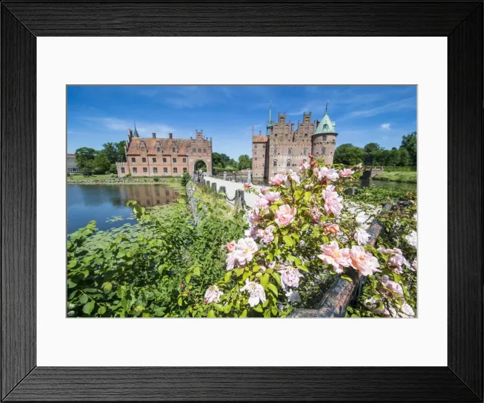 Framed Print : Roses blooming in front of Castle Egeskov, Denmark, Scandinavia, Europe Framed Print : Roses blooming in front of Castle Egeskov, Denmark, Scandinavia, Europe