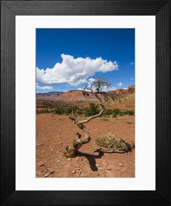 Framed Print : Dead tree in the Capitol Reef National Park, Utah, United States of America, North America Framed Print : Dead tree in the Capitol Reef National Park, Utah, United States of America, North America