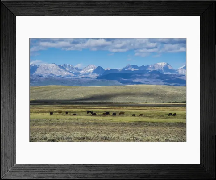 Framed Print : Cattle grazing in front of the mountains of the Caribou National Forest, Wyoming, United States of America, North America Framed Print : Cattle grazing in front of the mountains of the Caribou National Forest, Wyoming, United States of America, North America