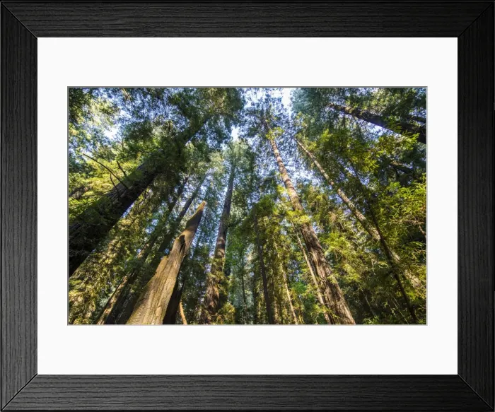 Framed Print : The treetops of the Redwood trees in the Avenue of the Giants, Northern California, USA Framed Print : The treetops of the Redwood trees in the Avenue of the Giants, Northern California, USA