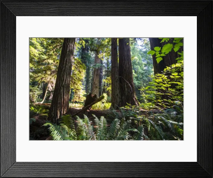Framed Print : Giant redwood trees in the Redwoods National and State parks, California, USA Framed Print : Giant redwood trees in the Redwoods National and State parks, California, USA