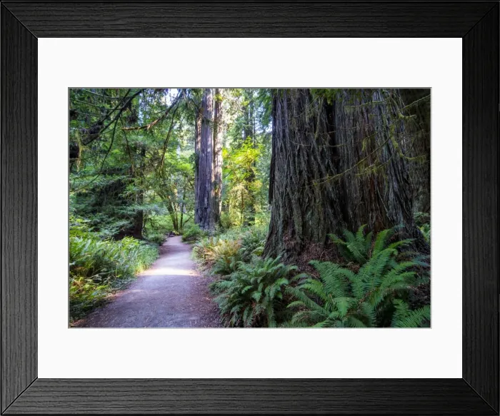 Framed Print : Giant redwood trees in the Redwoods National and State parks, California, USA Framed Print : Giant redwood trees in the Redwoods National and State parks, California, USA