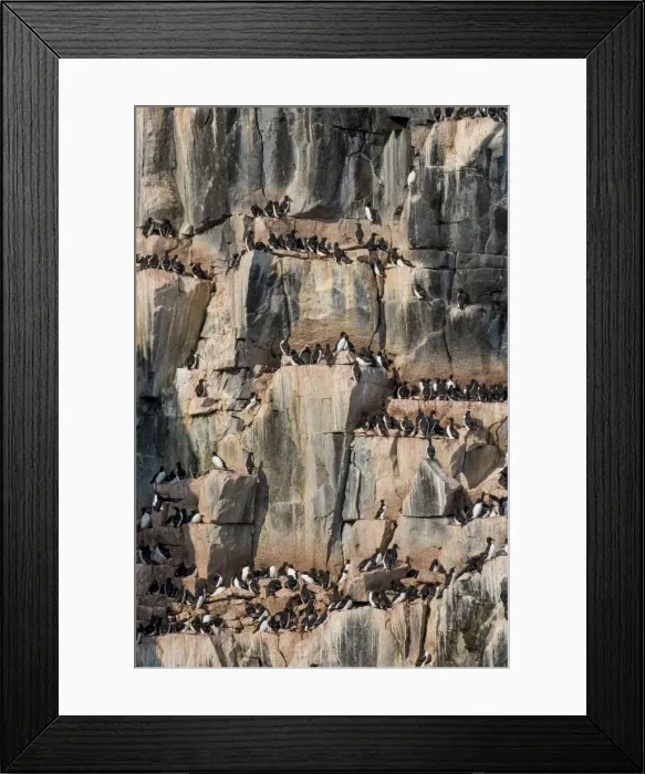 Framed Print : Black-legged kittiwakes (Rissa tridactyla) colony on the cliffs of Alkerfjellet, Svalbard, Arctic