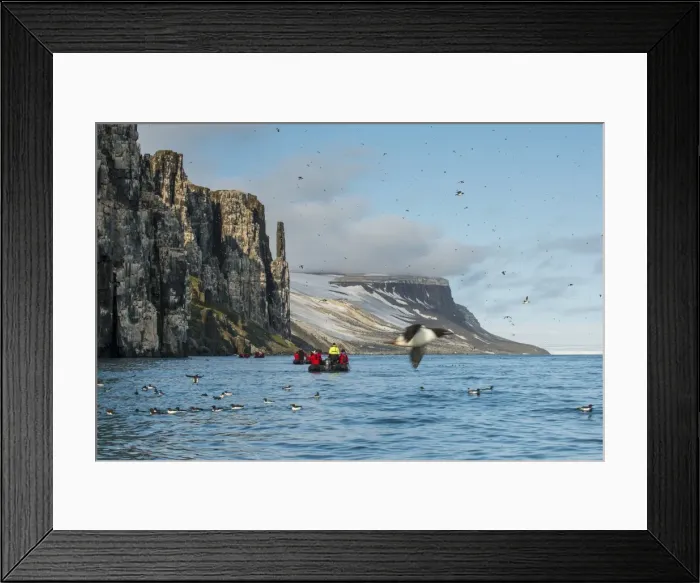 Framed Print : Black-legged kittiwakes (Rissa tridactyla) colony on the cliffs of Alkerfjellet, Svalbard, Arctic Framed Print : Black-legged kittiwakes (Rissa tridactyla) colony on the cliffs of Alkerfjellet, Svalbard, Arctic
