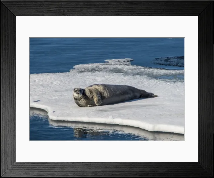 Framed Print : Ringed seal (Pusa hispida) lying on an ice floe, Arctic shelf, Svalbard, Arctic Framed Print : Ringed seal (Pusa hispida) lying on an ice floe, Arctic shelf, Svalbard, Arctic
