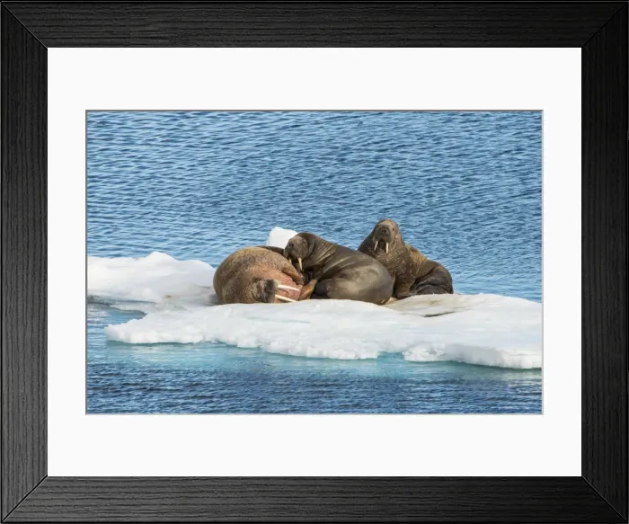 Framed Print : Three walrus (Odobenus rosmarus) on an ice shelf, Arctic shelf, Svalbard, Arctic Framed Print : Three walrus (Odobenus rosmarus) on an ice shelf, Arctic shelf, Svalbard, Arctic