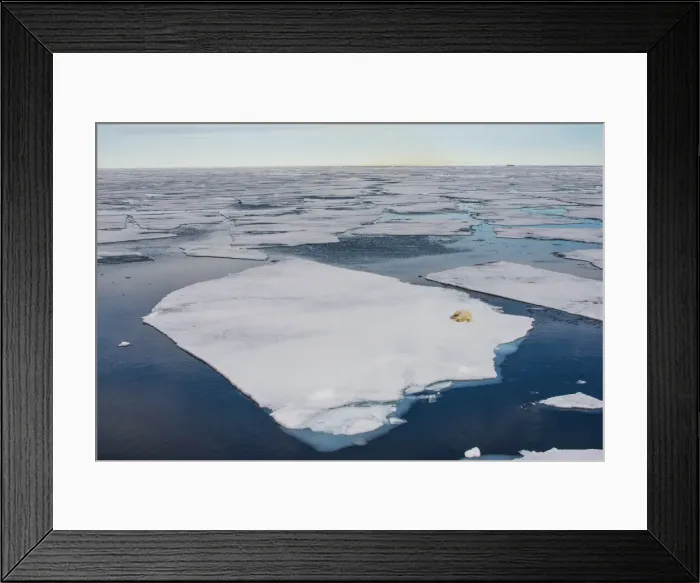 Framed Print : Polar bear (Ursus maritimus) on a ice floe in the Arctic shelf, Svalbard, Arctic Framed Print : Polar bear (Ursus maritimus) on a ice floe in the Arctic shelf, Svalbard, Arctic