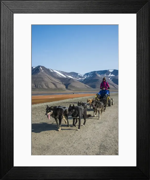 Framed Print : Husky dog sledding on wheels, Svalbard, Longyearbyen, Norway, Scandinavia, Europe Framed Print : Husky dog sledding on wheels, Svalbard, Longyearbyen, Norway, Scandinavia, Europe