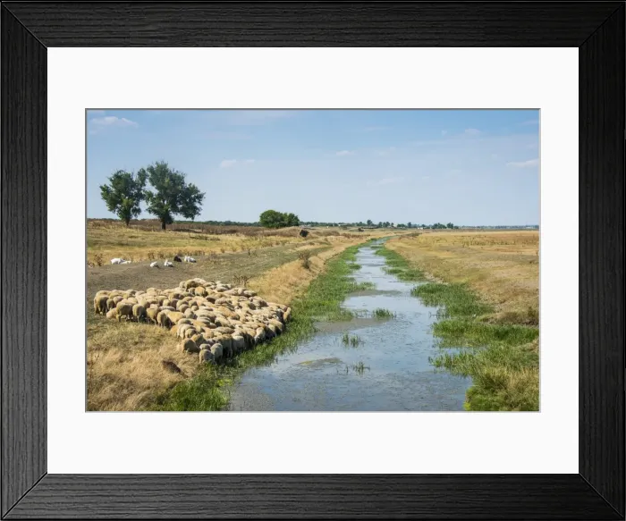 Framed Print : Herd of sheep grazing on a little channel, Besalma, Gagauzia, Moldova Framed Print : Herd of sheep grazing on a little channel, Besalma, Gagauzia, Moldova