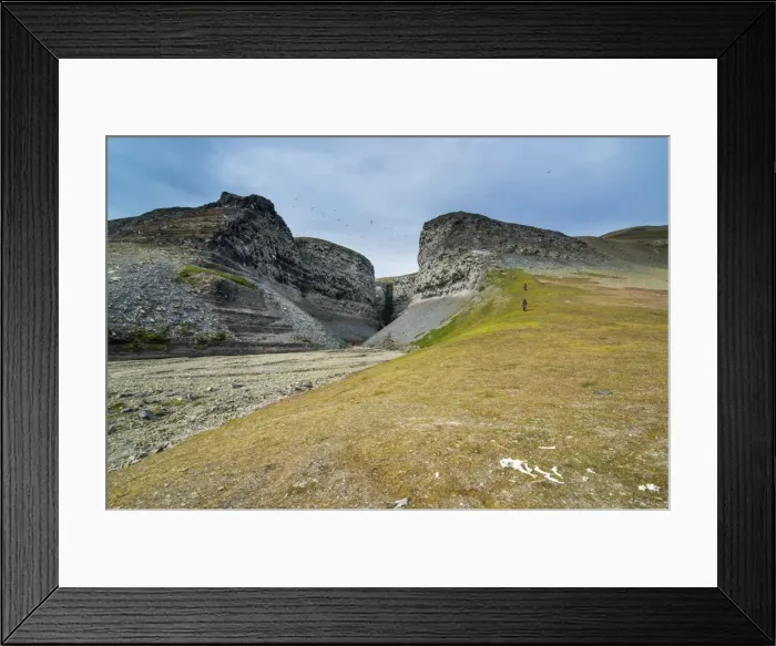 Framed Print : Black-legged Kittiwakes (Rissa tridactyla) flying and nesting on the cliffs at Diskobukta, Edgeoya Island, Svalbard, Norway, Arctic Framed Print : Black-legged Kittiwakes (Rissa tridactyla) flying and nesting on the cliffs at Diskobukta, Edgeoya Island, Svalbard, Norway, Arctic
